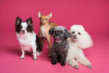 Four of the Best Pet Slots